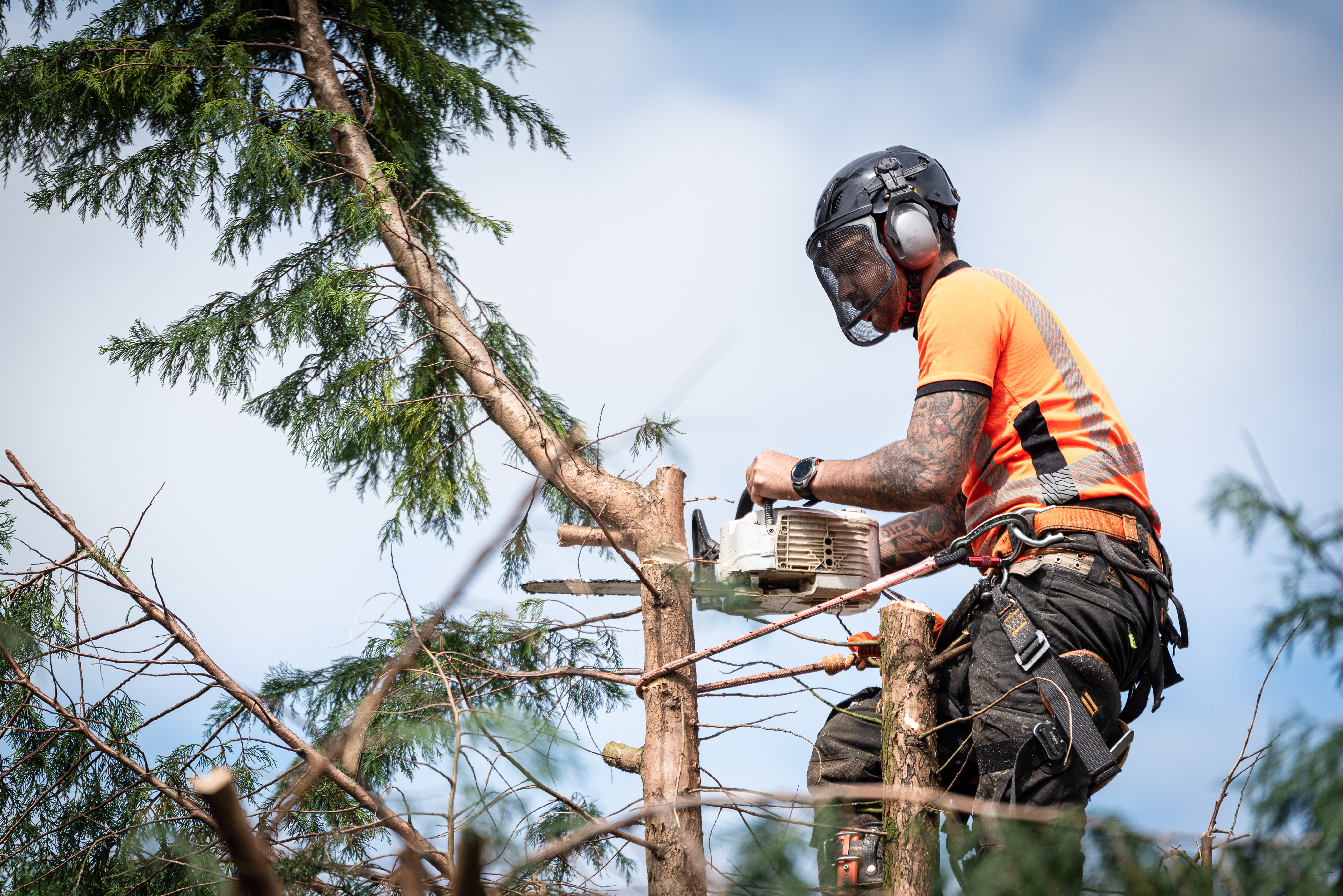 Tree Surgeon In a Tree