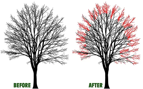 Tree Crown Reduction in Stourbridge
