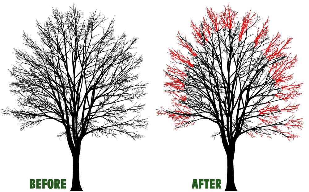 Tree Crown Reduction in Wordsley