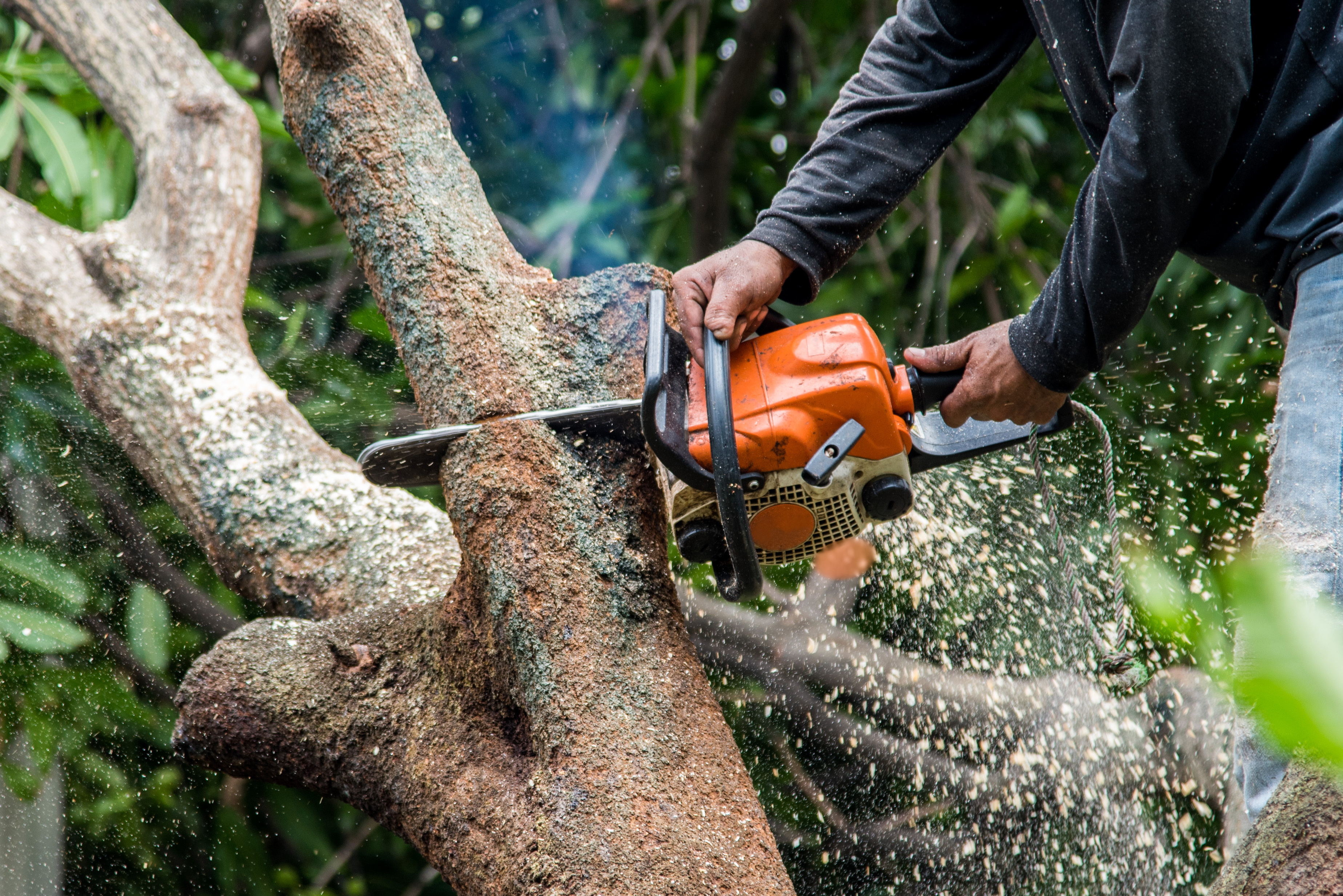 Tree Surgeon Using Chainsaw