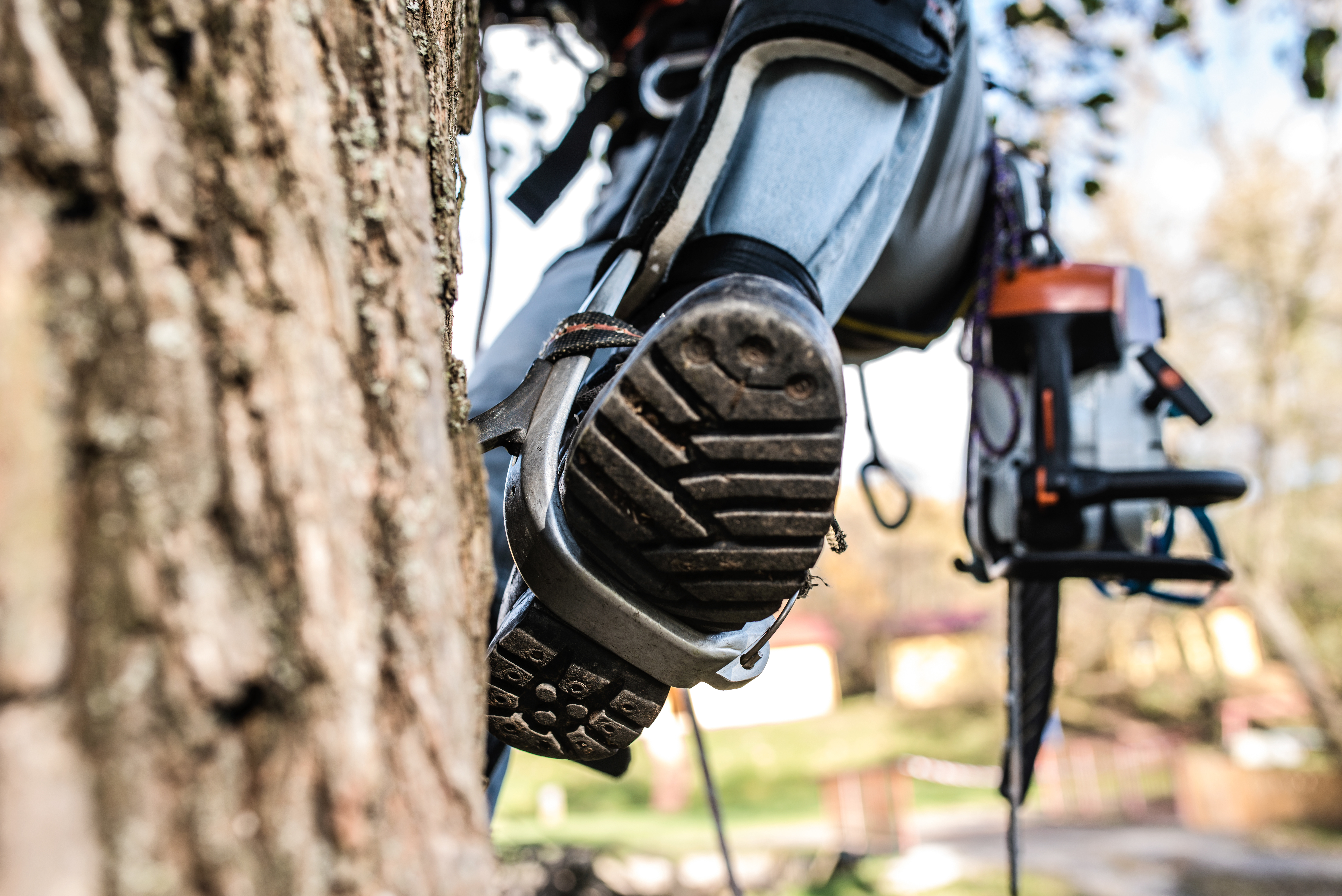 Tree Surgeon Climbing a Tree