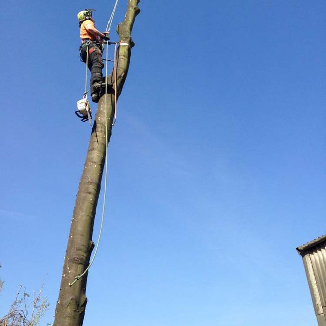 Rowan Tree Surgery 1