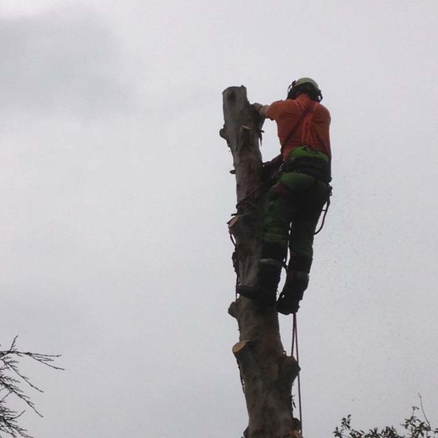 Rowa Tree Surgery 3