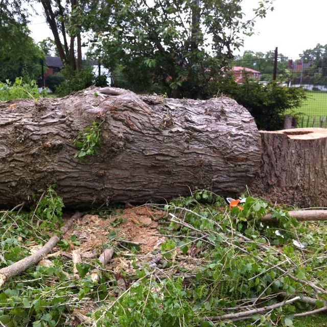 Tree Felling Midway