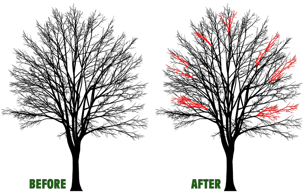 Tree Crown Cleaning in Kingswinford