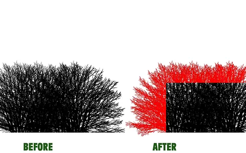 hedge trimming in Stourbridge