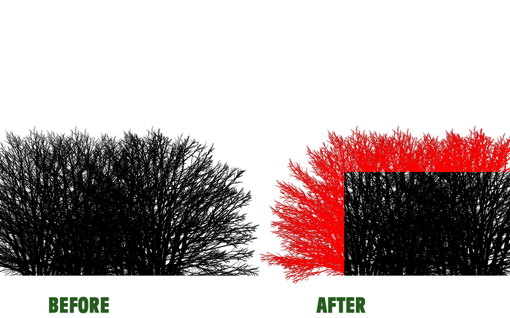 hedge trimming in Coseley