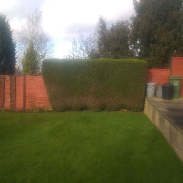 Shrub Trimming After