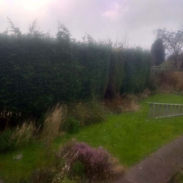 Shrub Trimming