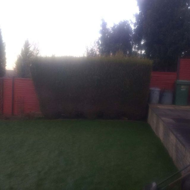Shrub Trimming Before