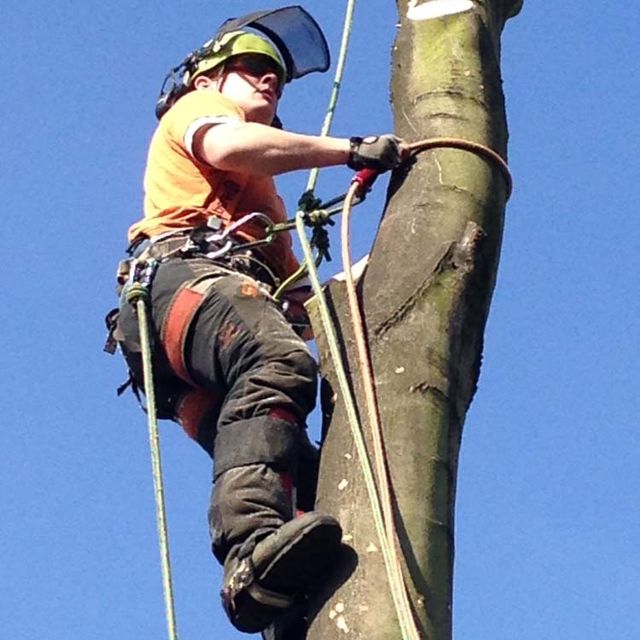 Rowan Tree Surgery 2