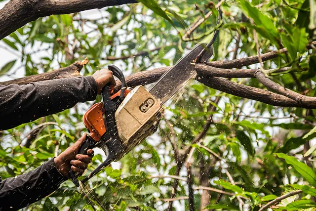 Tree Removal Services Near Me