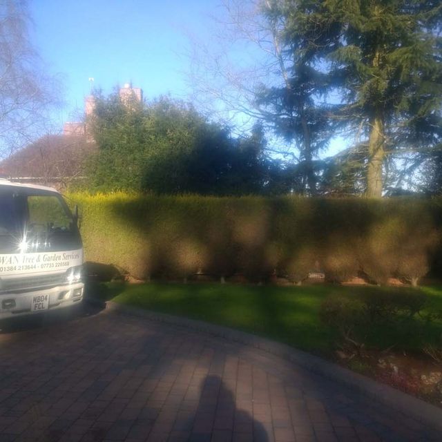 Hedge Trimming Before