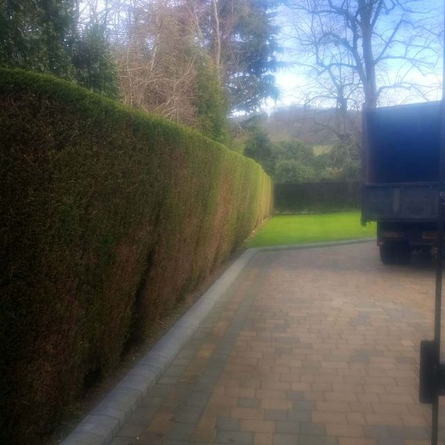 Driveway Hedges Trimmed