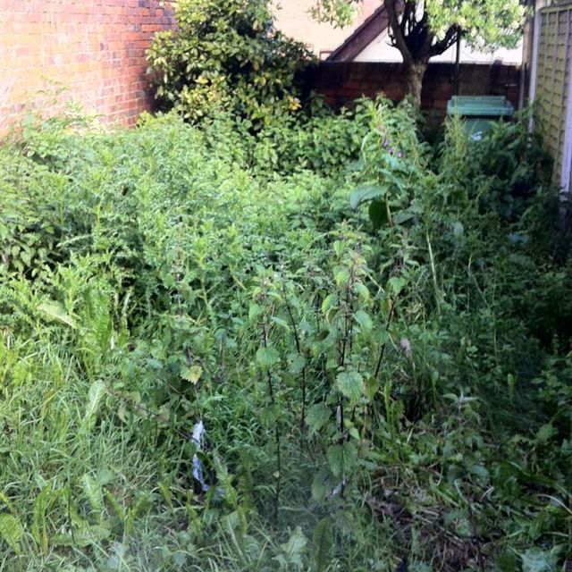 Jungles Cleared Before
