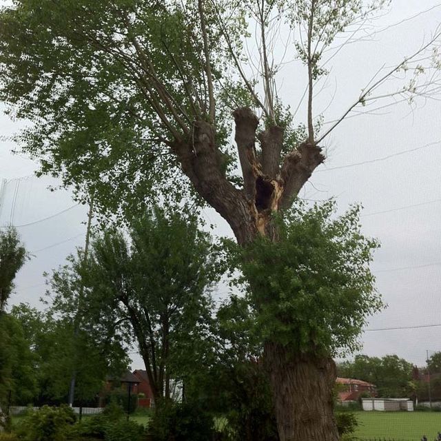 Tree Felling Before