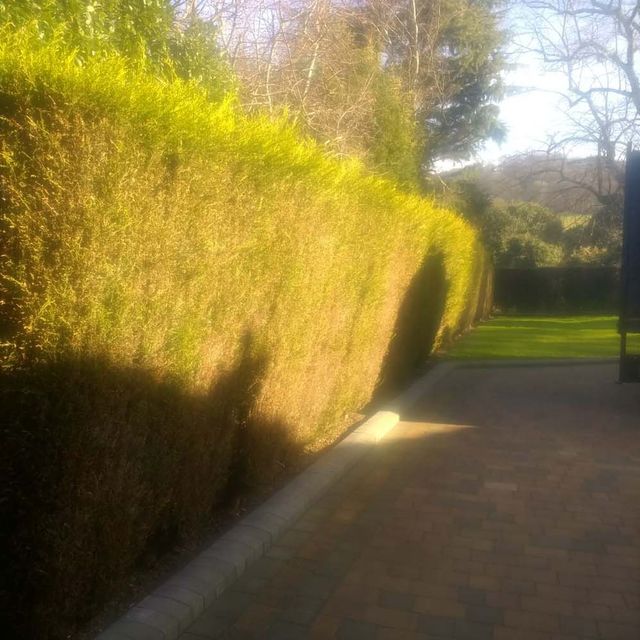 Hedge Shaping