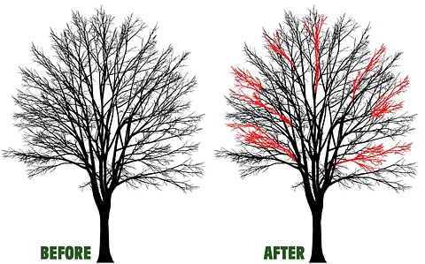 Tree Crown Thinning in Stourbridge
