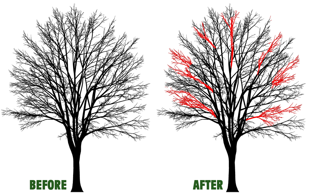Tree Crown Thinning in Penn