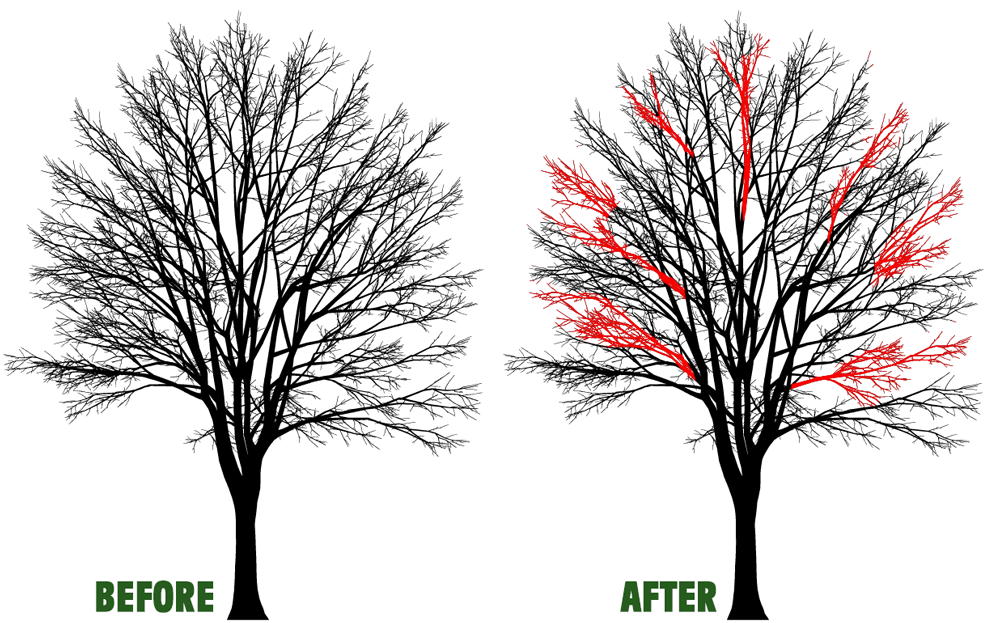 Tree Crown Thinning in Wombourne