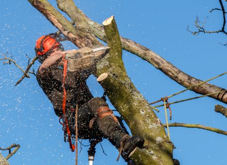 Tree Surgery in Dudley - Tree Surgeon cutting a tree