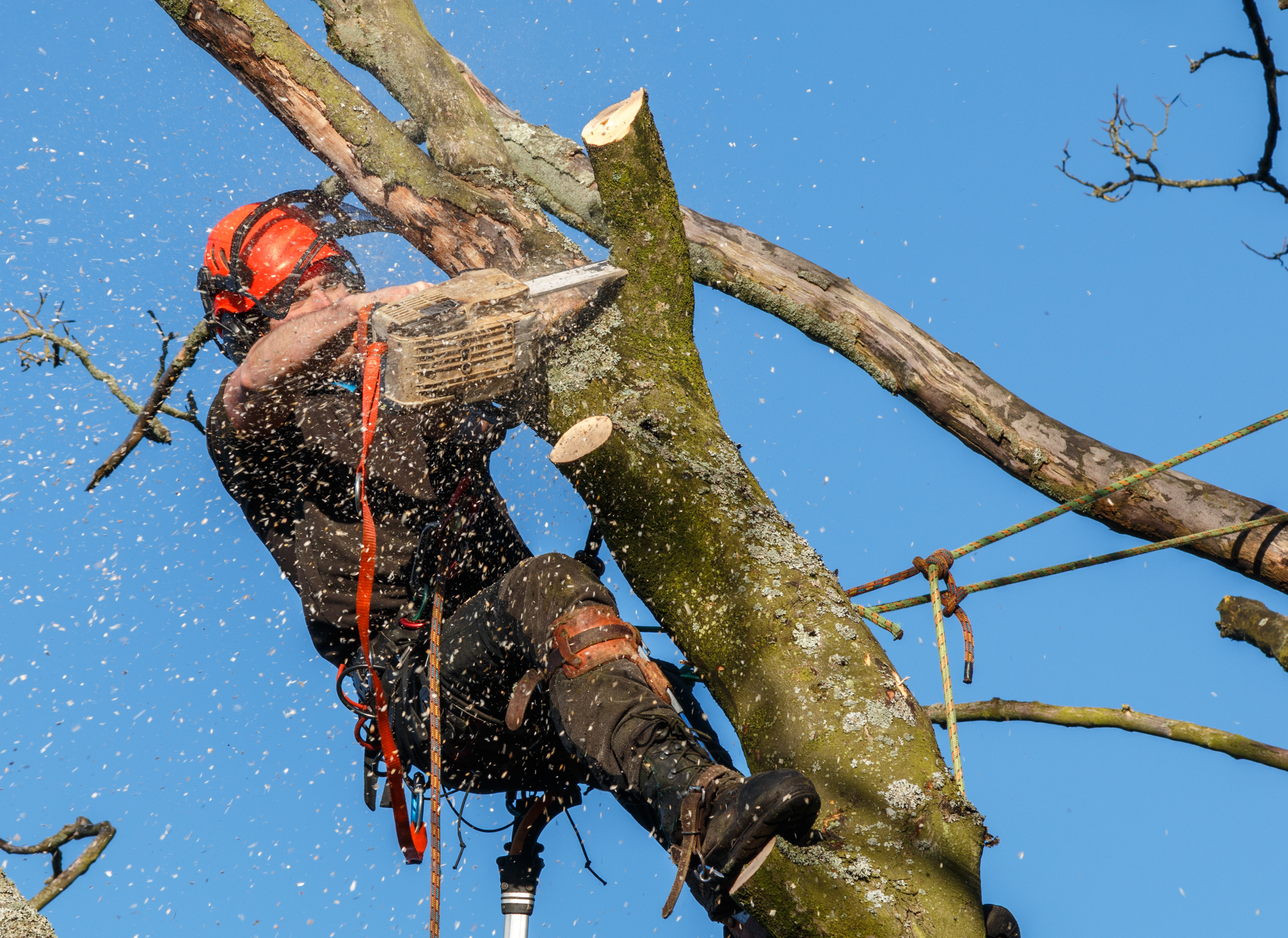 Tree Surgery in Wolverhampton - Tree Surgeon cutting a tree
