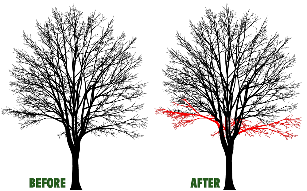 Tree Crown Lifting